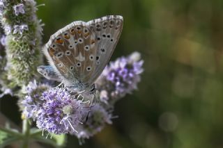 okgzl Anadolu illi Mavisi (Polyommatus ossmar)