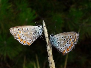 okgzl Mavi (Polyommatus icarus)