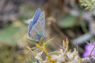 okgzl Poseydon Mavisi (Polyommatus poseidon)