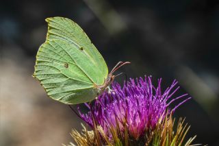 Orakkanat (Gonepteryx rhamni)