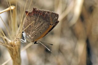 Benekli Bakr Gzeli (Lycaena phlaeas)