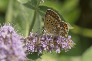 okgzl Balkan Mavisi (Aricia anteros )