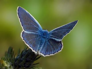 okgzl Mavi (Polyommatus icarus)