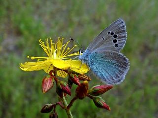 Karagz Mavisi (Glaucopsyche alexis)