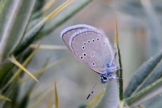 Anadolu Karagz Mavisi (Glaucopsyche astraea)