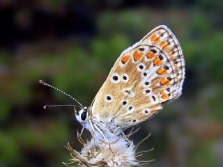 okgzl Esmer (Aricia agestis)