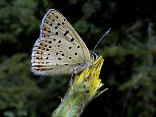 sli Bakr Gzeli (Lycaena tityrus)