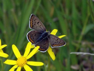 sli Bakr Gzeli (Lycaena tityrus)