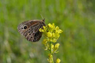 Uygur G�zelesmeri&nbsp;(Proterebia&nbsp;afra)