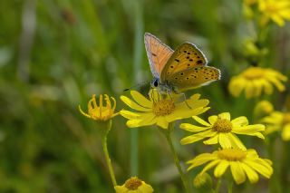 Byk Mor Bakr Gzeli (Lycaena alciphron)