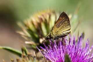 Orman Zpzp (Ochlodes sylvanus)