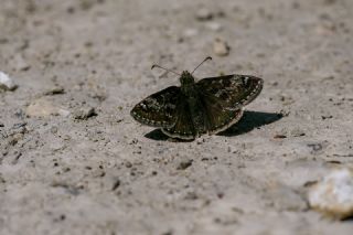 Pasl Zpzp (Erynnis tages)