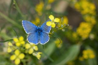 okgzl Gk Mavisi (Polyommatus bellargus)