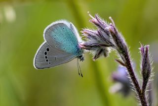 Karagz Mavisi (Glaucopsyche alexis)