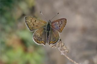 �sli Bak�r G�zeli&nbsp;(Lycaena&nbsp;tityrus)