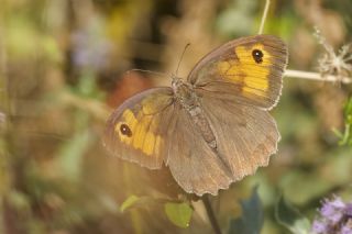 �ay�r Esmeri&nbsp;(Maniola&nbsp;jurtina)