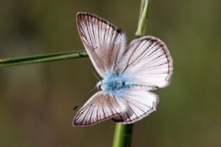 okgzl Anadolu Beyaz (Polyommatus menalcas)