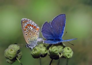 okgzl Mavi (Polyommatus icarus)