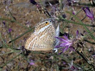 Lampides (Lampides boeticus)