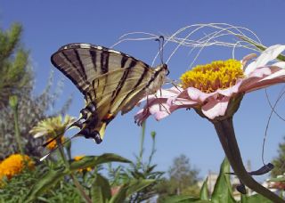 Erik Krlangkuyruk (Iphiclides podalirius)