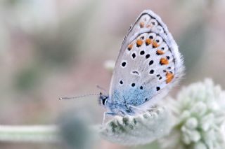 Anadolu Esmergz (Plebejus modicus)