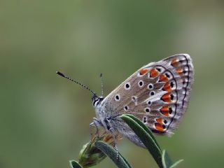 okgzl Esmer (Aricia agestis)