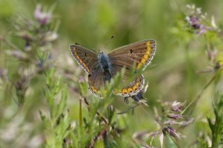 �okg�zl� Esmer&nbsp;(Aricia&nbsp;agestis)