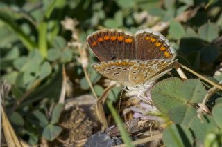 �okg�zl� Esmer&nbsp;(Aricia&nbsp;agestis)