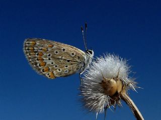 okgzl Esmer (Aricia agestis)