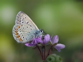 okgzl Mavi (Polyommatus icarus)