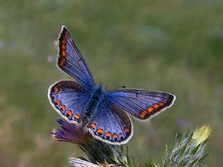 okgzl Mavi (Polyommatus icarus)