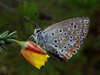 okgzl Mavi (Polyommatus icarus)