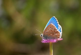 �okg�zl� G�k Mavisi&nbsp;(Polyommatus&nbsp;bellargus)