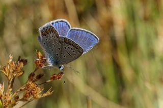 �okg�zl� Mavi&nbsp;(Polyommatus&nbsp;icarus)