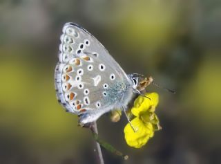 okgzl Gk Mavisi (Polyommatus bellargus)