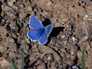 okgzl Gk Mavisi (Polyommatus bellargus)