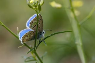 okgzl Gk Mavisi (Polyommatus bellargus)