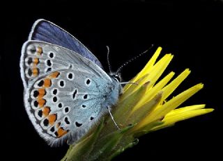 okgzl Mavi (Polyommatus icarus)