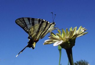 Erik Krlangkuyruk (Iphiclides podalirius)