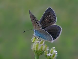 Karagz Mavisi (Glaucopsyche alexis)