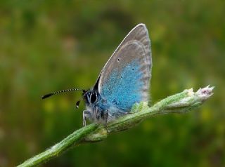 Karagz Mavisi (Glaucopsyche alexis)