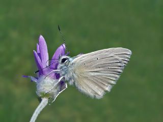 okgzl Anadolu Beyaz (Polyommatus menalcas)