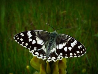 Anadolu Melikesi (Melanargia larissa)