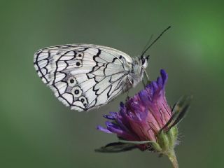 Anadolu Melikesi (Melanargia larissa)