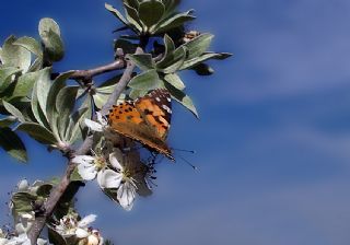 Diken Kelebei (Vanessa cardui)