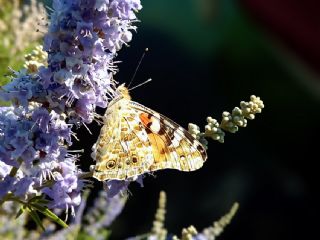 Diken Kelebei (Vanessa cardui)