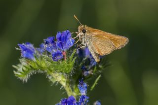 Sar Antenli Zpzp (Thymelicus sylvestris)