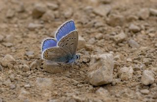 �okg�zl� K���k Turan Mavisi&nbsp;(Polyommatus&nbsp;cornelius)
