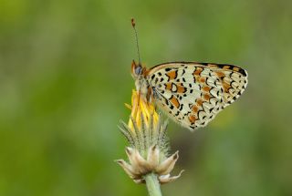 Cezayirli parhan (Melitaea ornata)