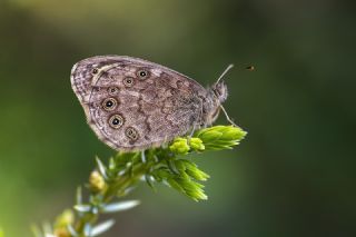 Orman Esmerboncuu (Lasiommata petropolitana)